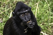 Baby Sulawesi Crested Macaque