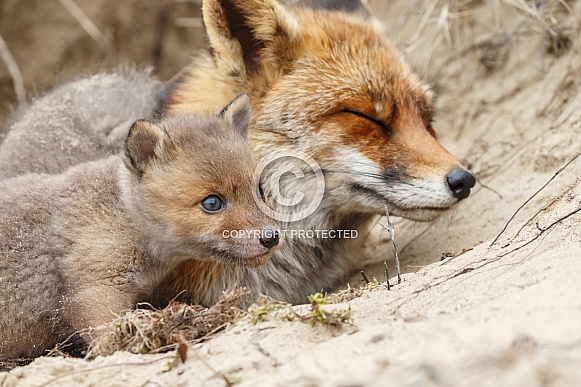 Red fox and cubs