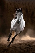 Andalusian Horse--Blazing Fast