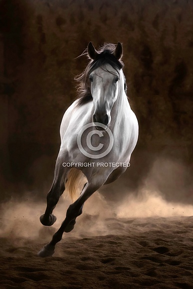 Andalusian Horse--Blazing Fast