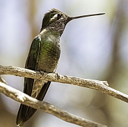 Rivoli's Female Hummingbird Perched on a Branch