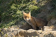 Red fox cub/cubs in nature