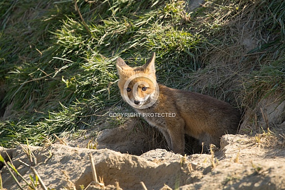 Red fox cub/cubs in nature