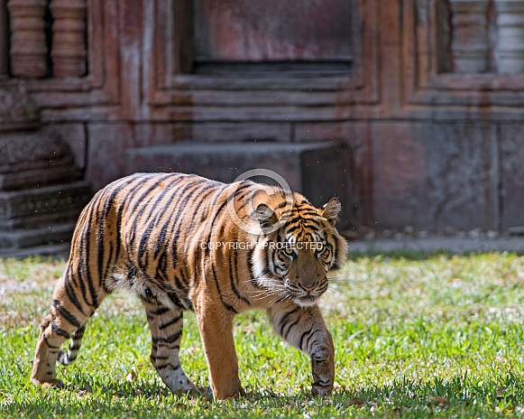 Sumatran Tiger