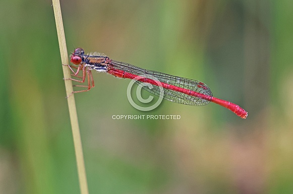 Small red eyed Damselfly