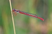 Small red eyed Damselfly