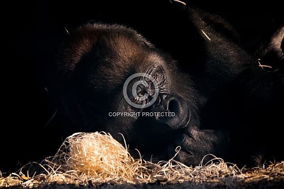 Western Lowland Gorilla Western Lowland Gorilla