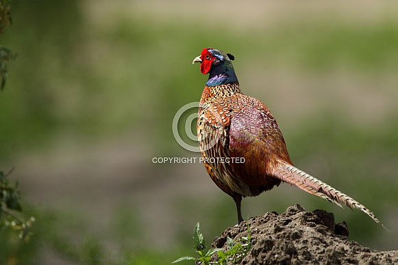 Pheasant bird a bird with beautiful colours
