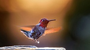 Hummingbird—Anna