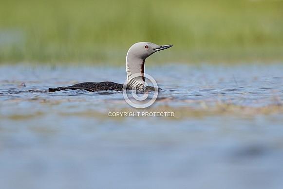 The red-throated loon (North America) or red-throated diver (Britain and Ireland)