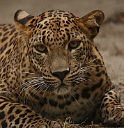 Sri lanka leopard
