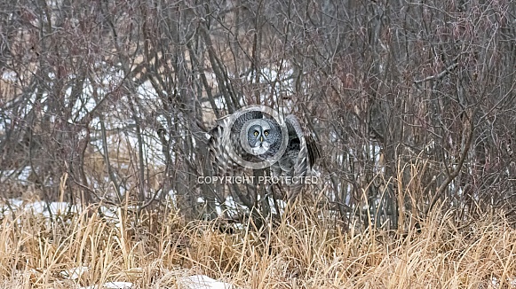 Great Grey Owl (Strix nebulosa)