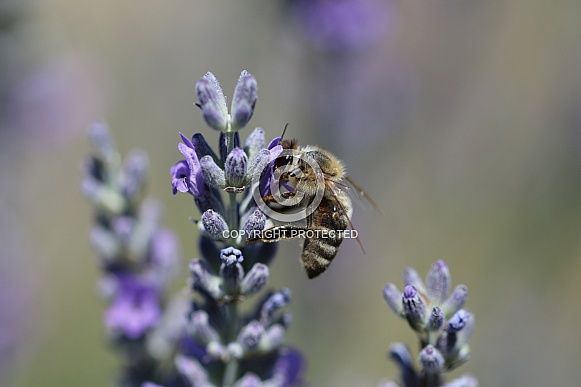Bee On Lavender