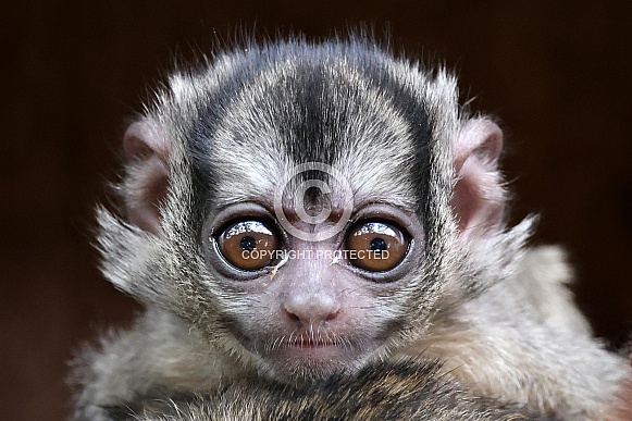 Three-striped night monkey (Aotus trivirgatus) Three-striped night monkey (Aotus trivirgatus)