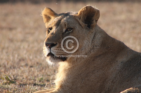 lion