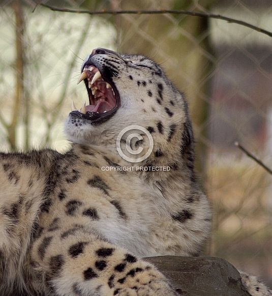 Snow Leopard