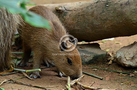 Capybara Capybara