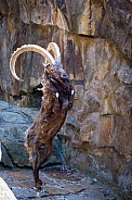 male ibex