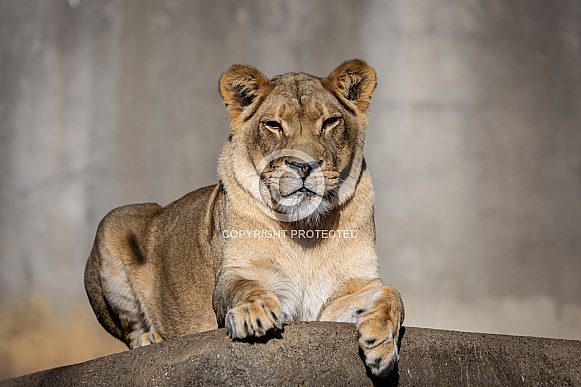 Female African Lions