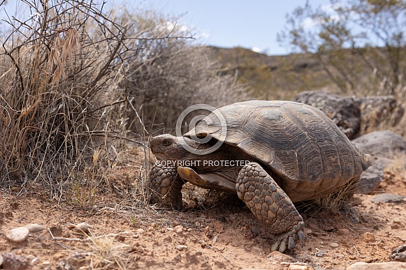 Mojave Desert Tortoise, Gopherus agassizii