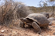 Mojave Desert Tortoise, Gopherus agassizii