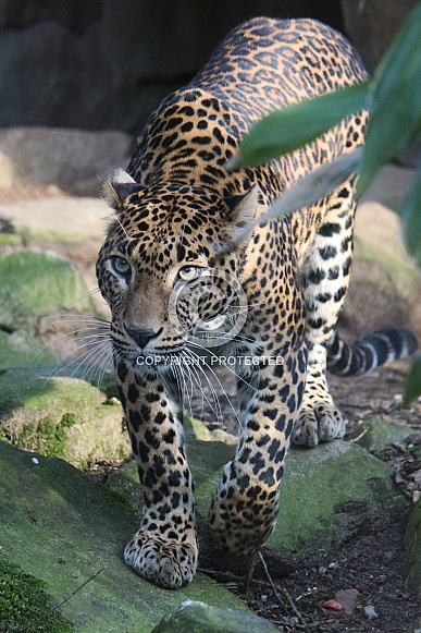 Sri lankan leopard