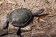 Eastern Long Necked Turtle
