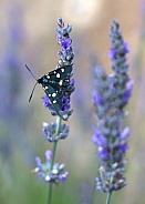 Nine-Spotted Moth On Lavender