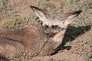Bat-eared Fox