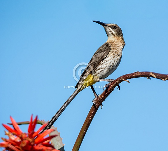 Cape Sugarbird Cape Sugarbird