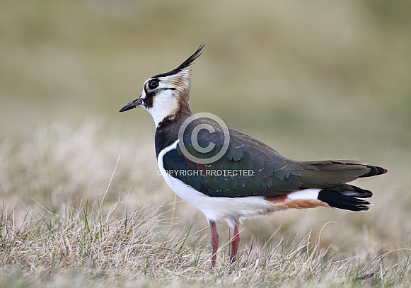 Northern Lapwing Northern Lapwing