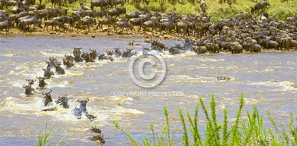 Common Wildebeet Undertake Mara River Crossing Of The Great Migration