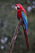 Green winged Macaw (Ara chloropterus)