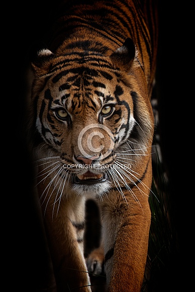 Sumatran Tiger. Hutan
