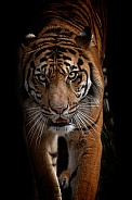Sumatran Tiger. Hutan