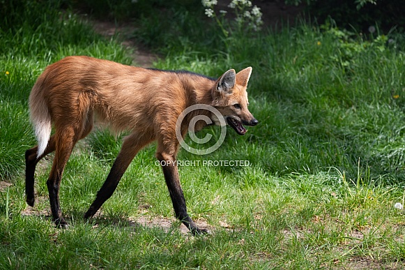 Maned wolf