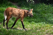 Maned wolf