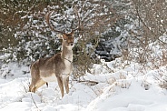 Fallow deer in wintertime