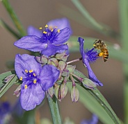 ohio spiderwort, bluejacket (Tradescantia ohiensis), clumped showing bright purple yellow petals with yellow pollen heads