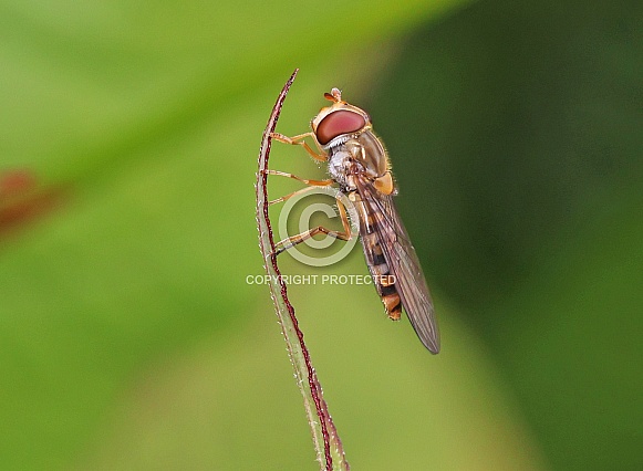 Marmalade Hoverfly