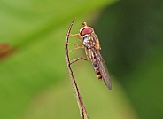 Marmalade Hoverfly