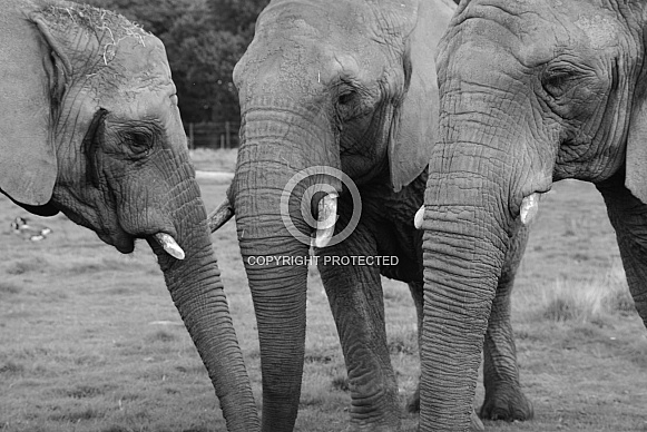African Elephants African Elephants