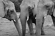 African Elephants
