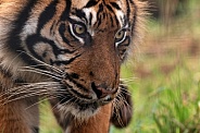 Close Up Sumatran Tiger