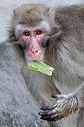 Japanese Macaque (Macaca Fuscata)