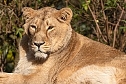 Asiatic Lioness