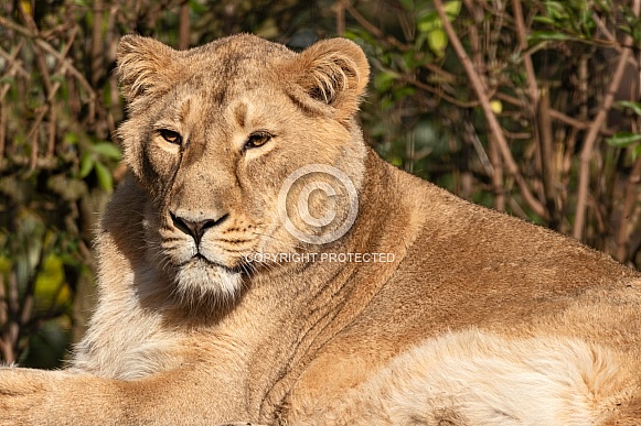 Asiatic Lioness Asiatic Lioness