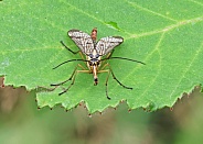 Scorpion Fly