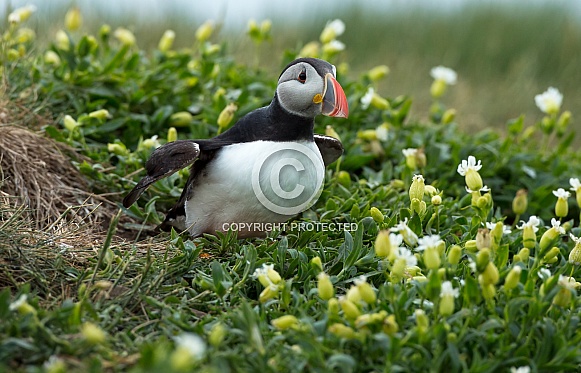 Puffin the birds from the arctic.