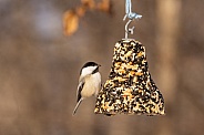 A Chickadee with a seed bell